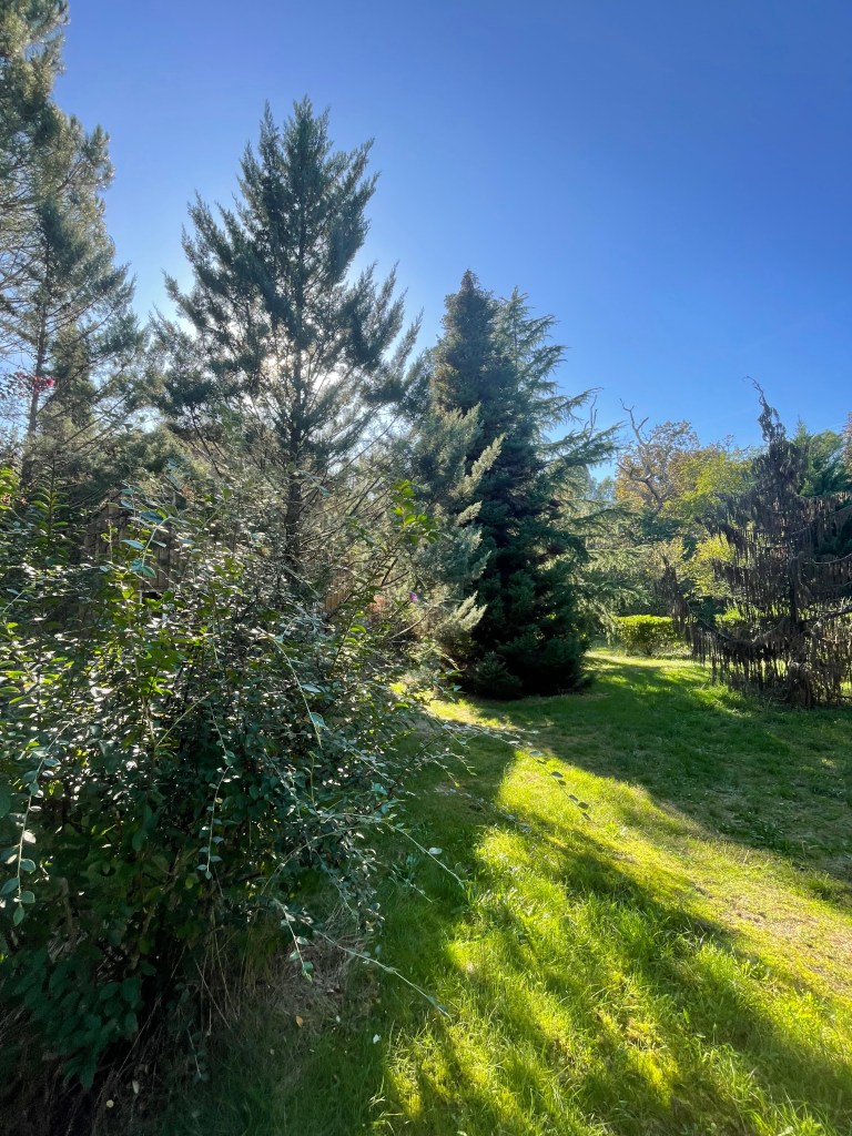 Parc arboré de 2,5 hectares entre Lüe et Labouheyre en plein coeur des Landes